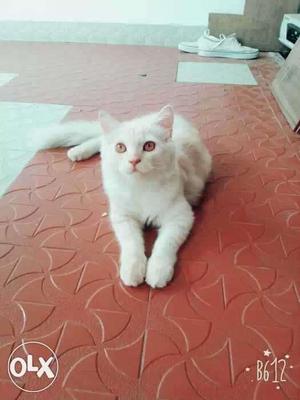 White Cat In Lucknow
