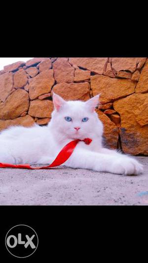 White Persian cat male