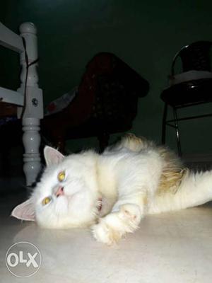 White cat 1years old with Medical certificate