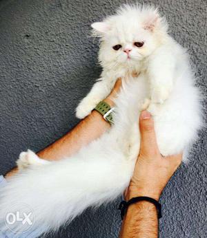 White color Persian kitten for sale in delhi