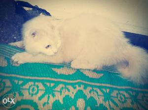 White colour baby persian cat (male)