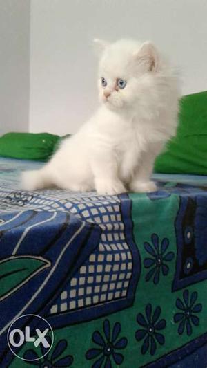 White female persian kitten for sale.Blue eyes.