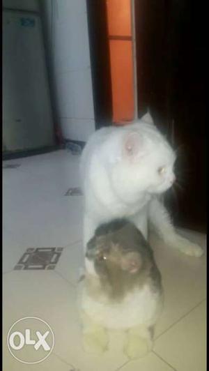 White parshion cat only for mating breed