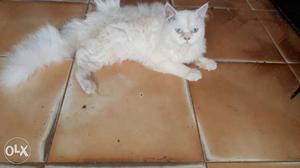 White pension cat 3.5 month old male orange 3.5