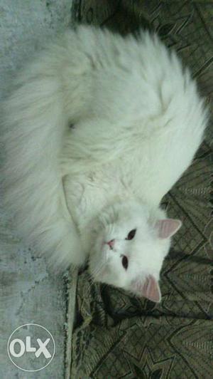 White persain cat male