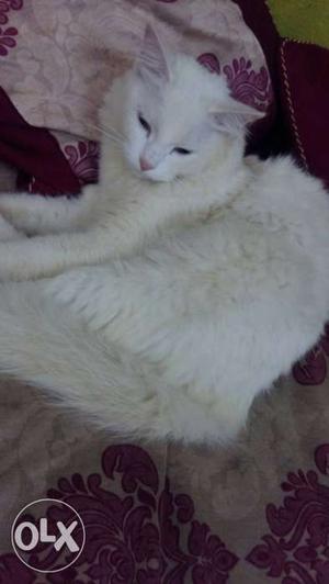 White persian female cat 11 months old ready for