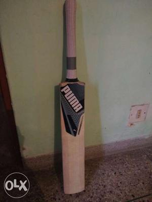 2 months old professional bat from meerut actual