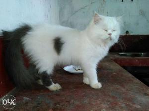 11month good cat for sale male and female