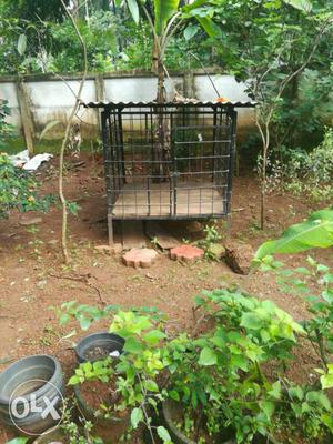 Black Metal Dog Cage