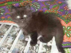 Black white Flat Nose Persian Cat