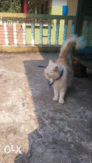 Full fur female cat gold colour