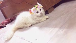 One and half month white female persian kitten.
