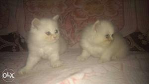 Persian cat for sale (male n female) 2 months