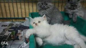 Persian kittens available.. cute and healthy