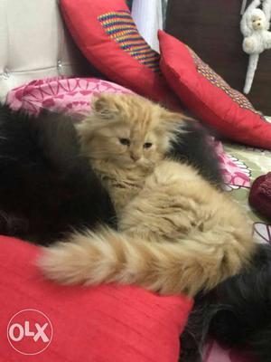 Persian kittens available here