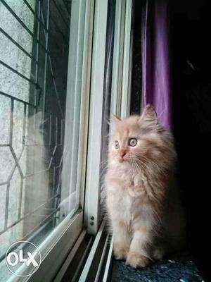 Pure persian female cat.Fully trained.Bargaining can be