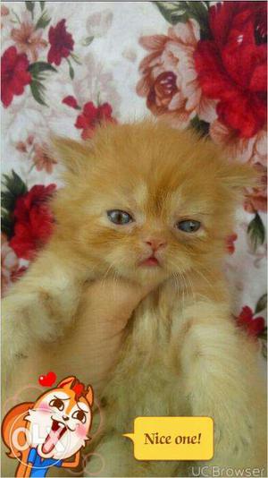 So beautiful persion kitten..for sale in kanpur