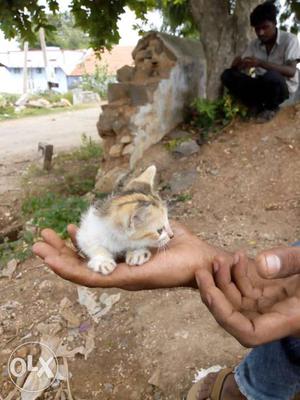 Tan And White Kitten