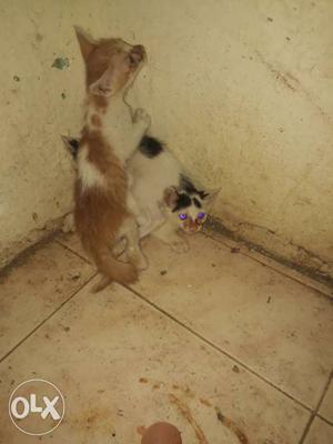 Two Orange And Black Kittens