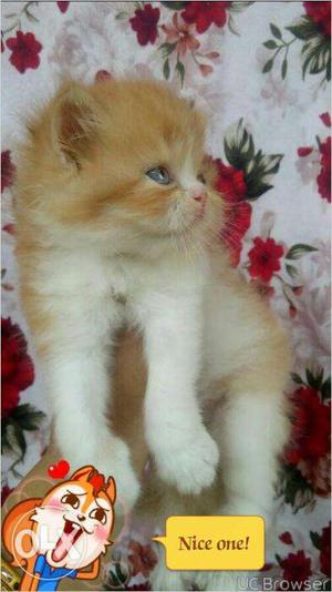 Very beautiful persion kitten for sale in surat
