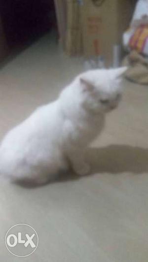 White Persion cat, pure white female