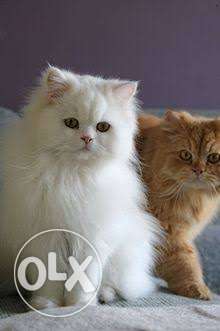 White Short Fur Persian Cat