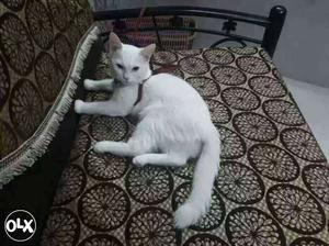 White female cat. blue eyes