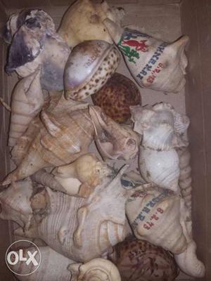 Sea Shells Brought From Kanyakumari More Than 20