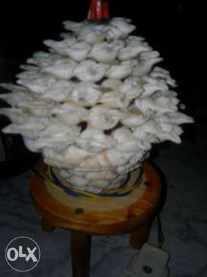 White Conch Shells Lot