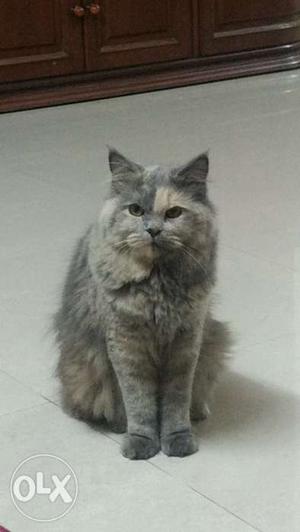 1.2 years old male persian cat for mating