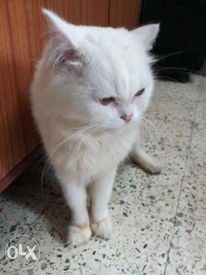1.5 yrs old doll face male persian cat for sale,