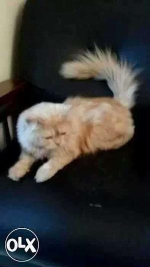 18 months old persian male cat light orange