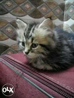 2 month's old male persian cat