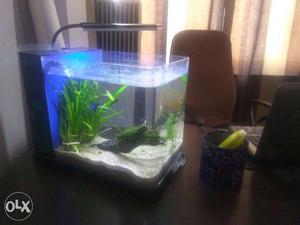 25 days old 20 litre betta tank only in  with