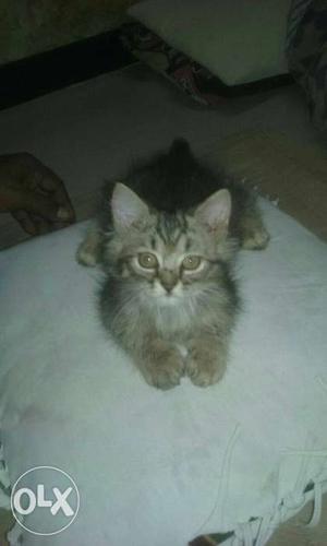 2month old persian cat male