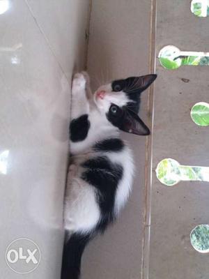 3 small cute baby cats. Urgent sale