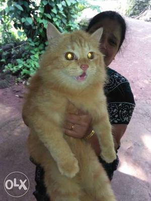 4 cats for sell golden colour cats org