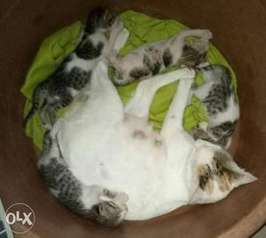 4 kitten babies sell very healthy and cute Only genuine