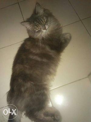 6 month Female toilet trained very playfull Cat..