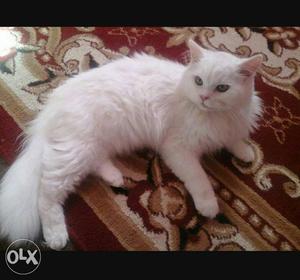 7 months full white female persian cat