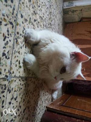 8month pure Persian cat doll face male trained cat