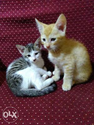 Adorable Kittens needs a Sweet Home