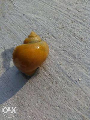 Aquarium apple snail living in just 20 rs