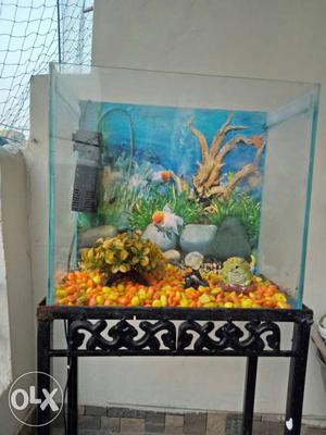 Aquarium with stand, filter, and other accessories.