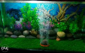 Beautiful Aquarium for sell with plant & stones