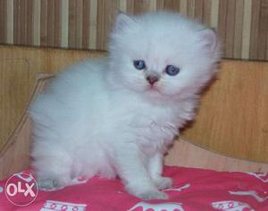Beautiful So Nice Persian Kittens & Cats For Sale in udaipur