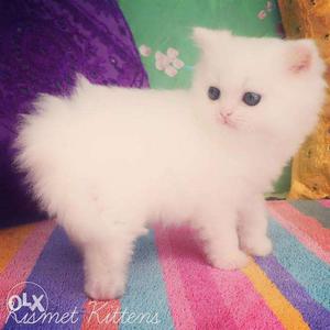 Beautiful pure Persian healthy friendly kittens sale in
