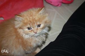 Best persian cats breed, cute kittens