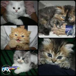 Best quality Persian cats Kittens available in
