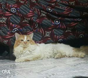 Bicolour male Doll Face 8 months old heavy furr,